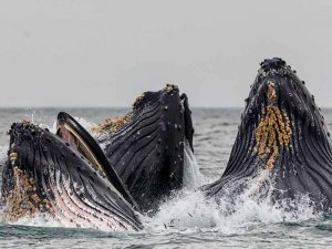 Hermanus: kajak tussen de walvissen