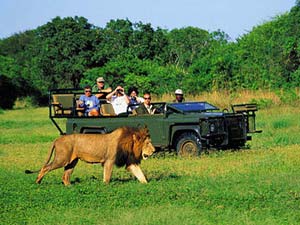 Zuid-Afrika Safari Krugerpark (2 safari's)
