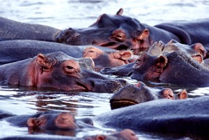 St. Lucia nijlpaarden bootsafari