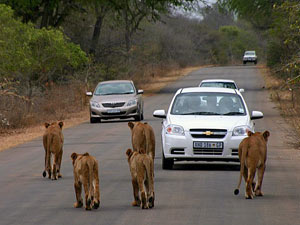 Panoramaroute en safari in het Kruger (1 Safari)