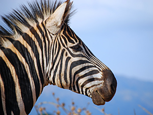 Pilanesberg: zorgeloos zebra's spotten