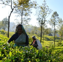 Groepsrondreis Sri Lanka en Malediven