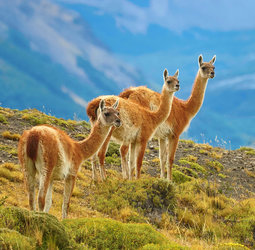 Groepsrondreis Patagonië