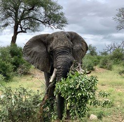 Groepsrondreis Zuid-Afrika Tuinroute/Kruger