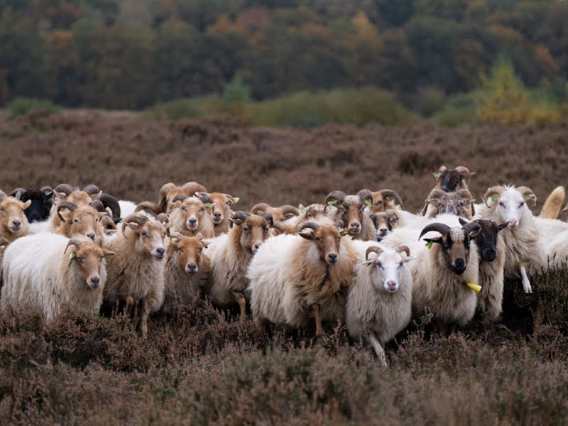 Nederland | Wandelvakantie langs de Hunebedden