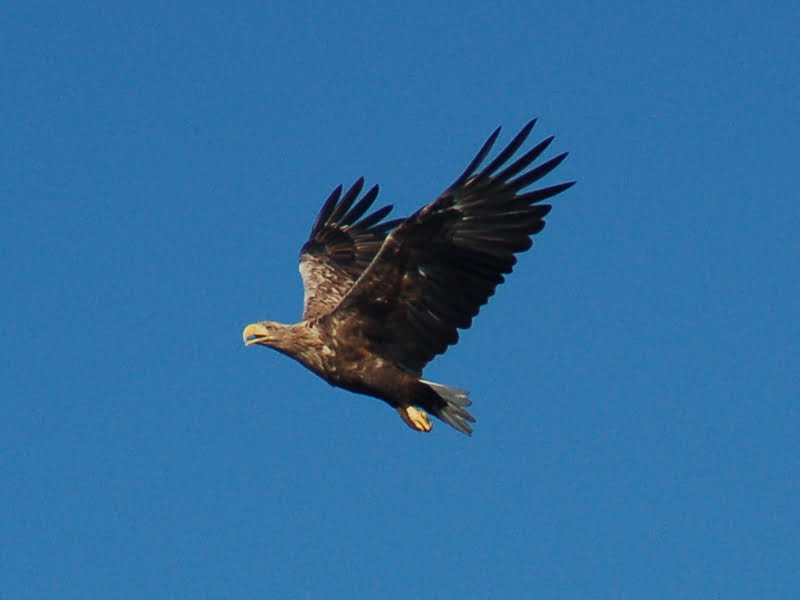 Zweden | Vogelreis in Falsterbo en Rügen